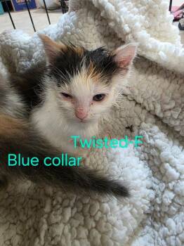 Twisted -  Domestic Short Hair Cat for Adoption in Cloquet, Minnesota - Twisted | PetCurious
