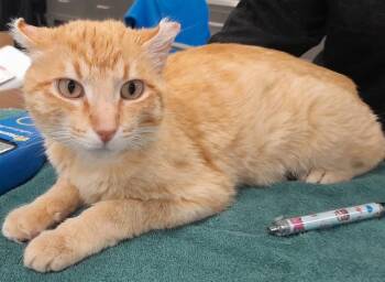 Domestic Short Hair Cats Available for Adoption in Louisville, Kentucky - HOOVER | PetCurious