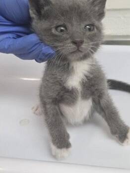 Portland (bonded with Mouse) -  Domestic Short Hair Cat for Adoption in Oakland, California - Portland (bonded With Mouse) | PetCurious
