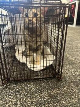 Jerri -  Domestic Short Hair Cat for Adoption in West Chester, Pennsylvania - Jerri | PetCurious