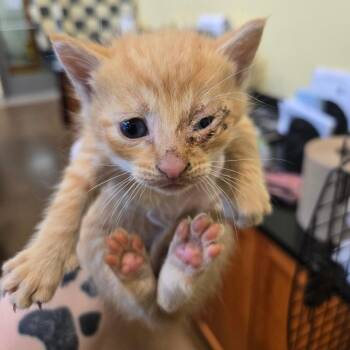 Domestic Short Hair Cats Available for Adoption in Lynchburg, Virginia - Jupiter | PetCurious