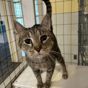 Tippy -  Domestic Short Hair Cat for Adoption in Carencro, Louisiana - Tippy | PetCurious