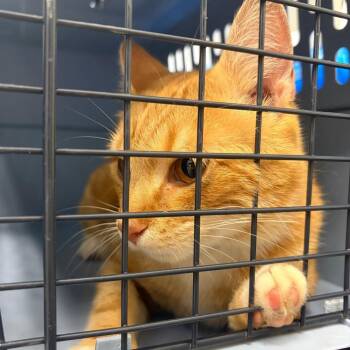 Reuben -  Domestic Short Hair Cat for Adoption in Harrisonburg, Virginia - Reuben | PetCurious