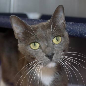 Lena -  Domestic Short Hair Cat for Adoption in West Palm Beach, Florida - Lena | PetCurious