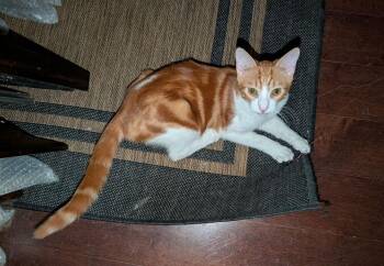 Berkley 6813 -  Domestic Short Hair Cat for Adoption in Dallas, Texas - Berkley 6813 | PetCurious