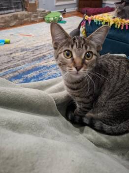 Brookie -  Domestic Short Hair Cat for Adoption in Cincinnati, Ohio - Brookie | PetCurious