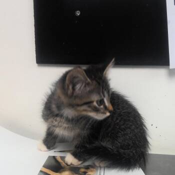 Peanuts -  Domestic Long Hair Cat for Adoption in Birmingham, Alabama - Peanuts | PetCurious