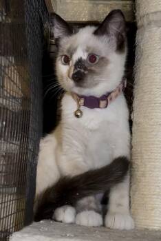 Siamese Cats Available for Adoption - Fancy | PetCurious