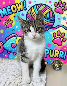 61791237 -  Domestic Short Hair Cat for Adoption in Elko, Nevada - 61791237 | PetCurious
