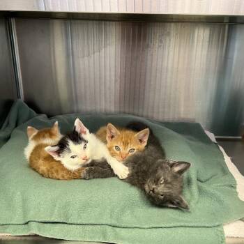 Domestic Short Hair Cats Available for Adoption - Hunter | PetCurious