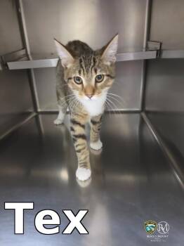 Tex -  Domestic Short Hair Cat for Adoption in Rocky Mount, North Carolina - Tex | PetCurious