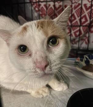 Sunset (Foster Needed) -  Turkish Van Cat for Adoption in New York, New York - Sunset (Foster Needed) | PetCurious