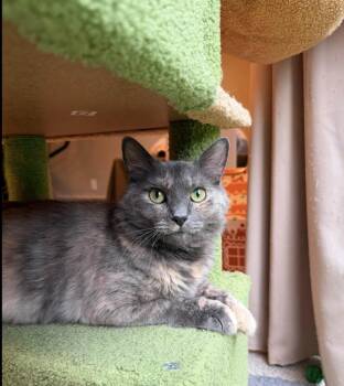 Rumours: Stevie Nicks -  Domestic Medium Hair and Domestic Short Hair Cat for Adoption - Rumours: Stevie Nicks | PetCurious