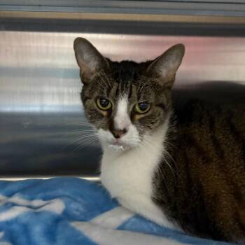 Domestic Short Hair Cats Available for Adoption in Middleburg, Florida - Heathrow 28464 | PetCurious