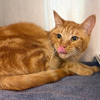 Finn -  Domestic Medium Hair Cat for Adoption in Englewood, Florida - Finn | PetCurious