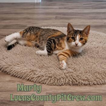 Marty -  Tabby and Calico Cat for Adoption in Toledo, Ohio - Marty | PetCurious