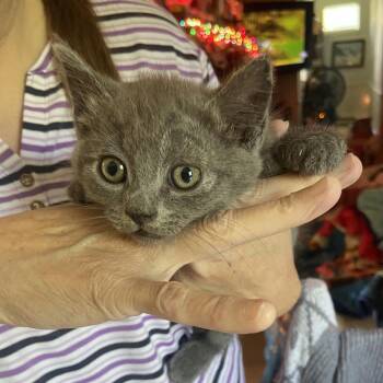 Polly -  Domestic Short Hair Cat for Adoption in Hagerstown, Maryland - Polly | PetCurious