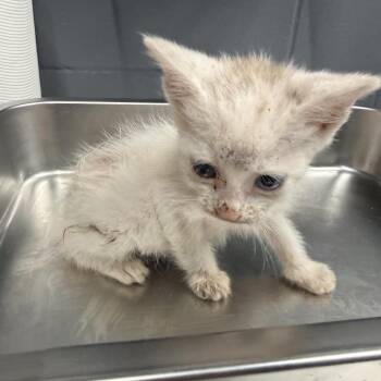 TUSC-Stray-84945 -  Domestic Short Hair Cat for Adoption in Tuscaloosa, Alabama - TUSC-Stray-84945 | PetCurious