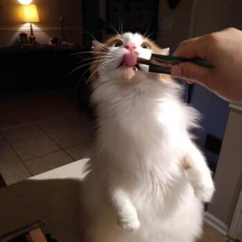 Ripley -  Domestic Medium Hair Cat for Adoption in Webster, Texas - Ripley | PetCurious