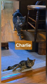Rescue Domestic Short Hair Cats for Adoption in Salisbury, North Carolina - Charlie | PetCurious