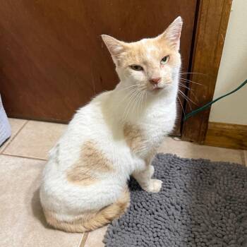 Creamsicle -  Domestic Short Hair Cat for Adoption in Kansas City, Missouri - Creamsicle | PetCurious