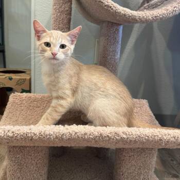 Domestic Short Hair Cats Available for Adoption in Saint Charles, Missouri - George | PetCurious