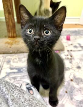 Tango -  Domestic Short Hair Cat for Adoption in Vaughan, Ontario - Tango | PetCurious