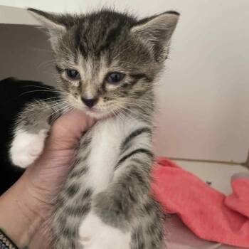 Rescue Domestic Short Hair Cats for Adoption in Middletown, Ohio - Onion | PetCurious