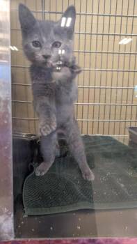 Millie -  Domestic Short Hair Cat for Adoption in Parker, Colorado - Millie | PetCurious