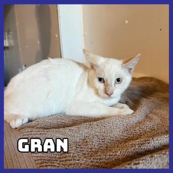 Gran -  Siamese Cat for Adoption in Glenwood, Minnesota - Gran | PetCurious