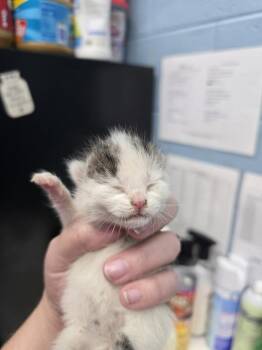 Josette Patricia -  Domestic Short Hair Cat for Adoption in Evansville, Indiana - Josette Patricia | PetCurious