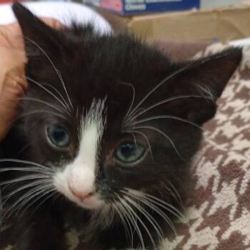 Jett -  Domestic Short Hair Cat for Adoption in Grand Rapids, Minnesota - Jett | PetCurious
