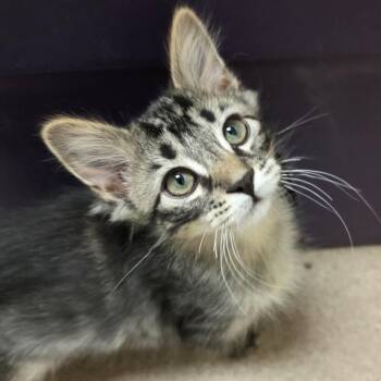 Capricorn -  Domestic Medium Hair Cat for Adoption in Oshkosh, Wisconsin - Capricorn | PetCurious