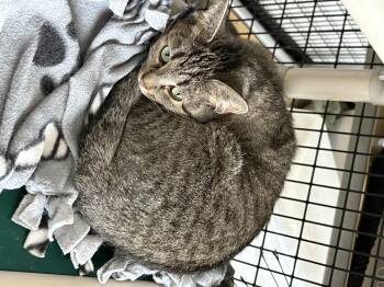 Rescue Domestic Short Hair Cats for Adoption in Black River Falls, Wisconsin - Rosemary | PetCurious