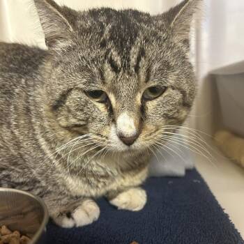 Domestic Short Hair Cats Available for Adoption in Dallas, Texas - Lizard | PetCurious