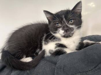 Star -  Domestic Short Hair Cat for Adoption in Delson, Quebec - Star | PetCurious
