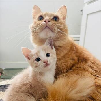 Sunny C11817 -  Domestic Long Hair Cat for Adoption - Sunny C11817 | PetCurious