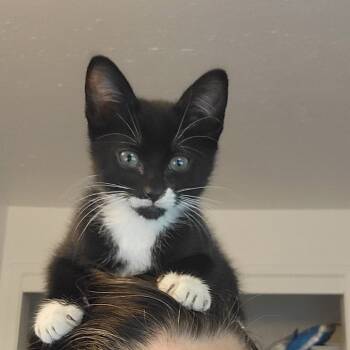 Rescue Domestic Short Hair Cats for Adoption in Spokane, Washington - Huron | PetCurious