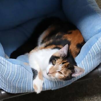 Cali -  Domestic Short Hair Cat for Adoption in Blue Ridge, Georgia - Cali | PetCurious