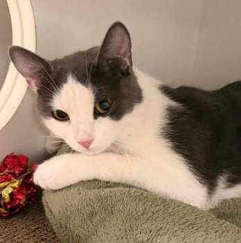 Domestic Short Hair Cats Available for Adoption in Hudson, Massachusetts - Jewel Westborough | PetCurious