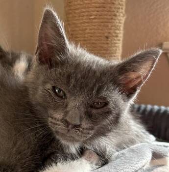 SPUD* -  Domestic Short Hair Cat for Adoption in Santa Cruz, California - SPUD* | PetCurious