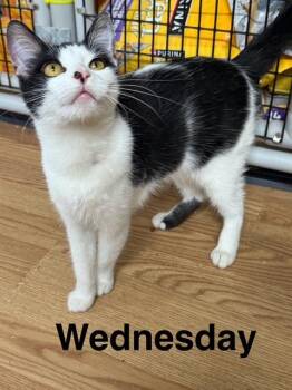 Rescue Tuxedo Cats for Adoption in Millerstown, Pennsylvania - WEDNESDAY | PetCurious
