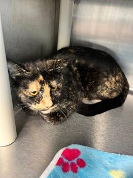 Anabell -  Domestic Short Hair Cat Available for Adoption in Hopkinsville, Kentucky - Anabell | PetCurious