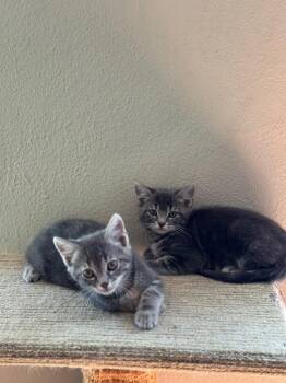 Domestic Short Hair Cats Available for Adoption - Pigwidgeon | PetCurious