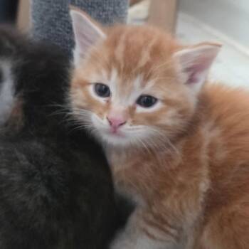 Domestic Short Hair Cats Available for Adoption in Moses Lake, Washington - Mia - Maverick | PetCurious