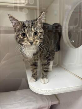 Rescue Domestic Short Hair Cats for Adoption in Reisterstown, Maryland - Cappuccino | PetCurious