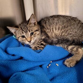 Kelsie -  Domestic Short Hair Cat for Adoption in Belfair, Washington - Kelsie | PetCurious