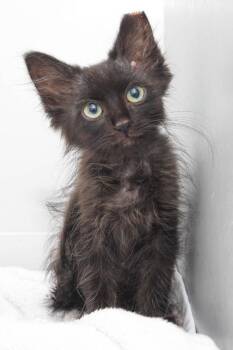 Morsel -  Burmese Cat for Adoption in San Antonio, Texas - Morsel | PetCurious