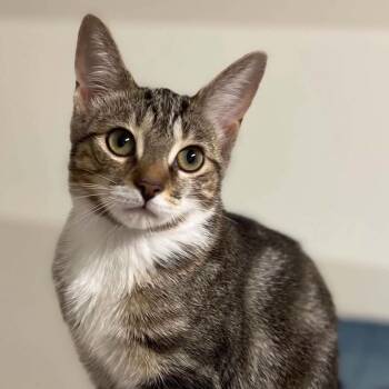 MINELLI -  Domestic Short Hair Cat for Adoption in Delhi, Ontario - MINELLI | PetCurious