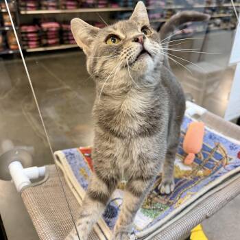 Chester -  Domestic Short Hair Cat Available for Adoption in York, South Carolina - Chester | PetCurious